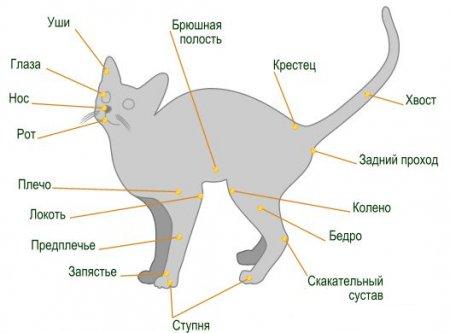 Кошка