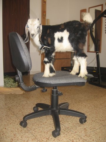 Коза
